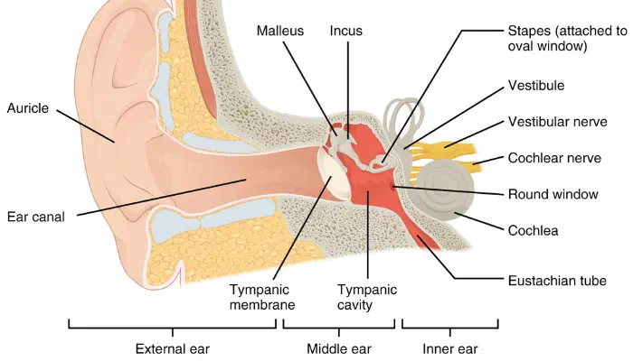 Structure of the ear diagram